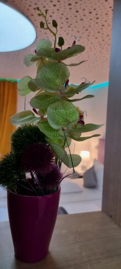 Studio-Apartment ' Andrei 1 ' - Neu In Neuburg An Der Donau Ngoại thất bức ảnh